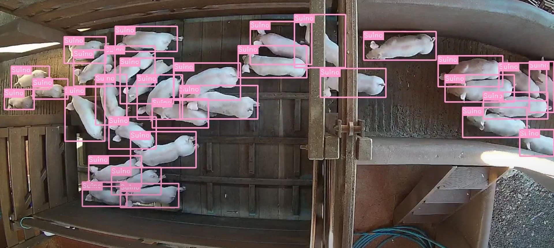 Detecção automática de suínos pela IA da Kindra